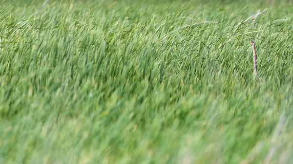 Renkli doğa ve balıkçıl. Mor balıkçıl. Doğal yaşam alanı arka planı. Kuş: Mor balıkçıl. 
