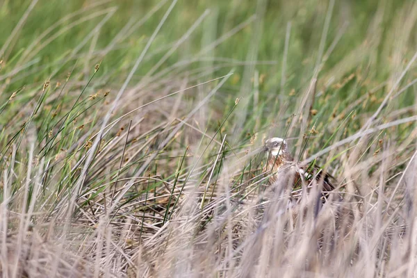 Hawk Gele Groene Natuur Achtergrond Stockafbeelding