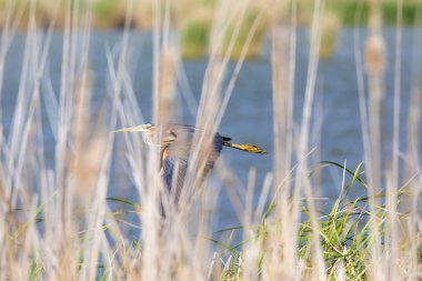 Renkli doğa ve balıkçıl. Mor balıkçıl. Doğal yaşam alanı arka planı. Kuş: Mor balıkçıl. 