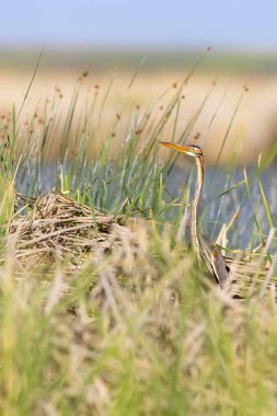 Renkli doğa ve balıkçıl. Mor balıkçıl. Doğal yaşam alanı arka planı. Kuş: Mor balıkçıl. 