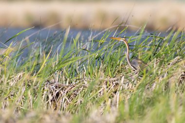 Renkli doğa ve balıkçıl. Mor balıkçıl. Doğal yaşam alanı arka planı. Kuş: Mor balıkçıl. 