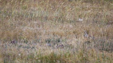 Doğa ve kuş. Sarı yeşil yaşam alanı arka planı. Avrasya Taşı kıvrımı. Burhinus oedicnemus.