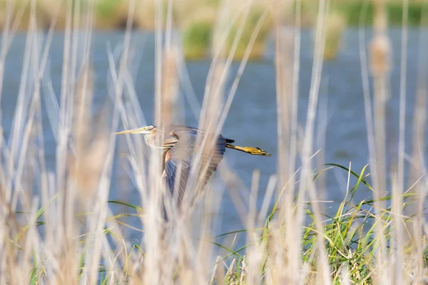 Renkli doğa ve balıkçıl. Mor balıkçıl. Doğal yaşam alanı arka planı. Kuş: Mor balıkçıl. 