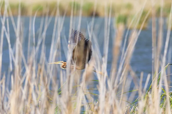 Bunte Natur Und Reiher Purpurreiher Hintergrund Der Lebensraum See Vogel — Stockfoto