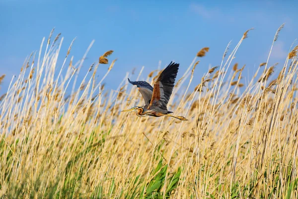 Bunte Natur Und Reiher Purpurreiher Hintergrund Der Lebensraum See Vogel — Stockfoto