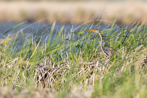 Renkli doğa ve balıkçıl. Mor balıkçıl. Doğal yaşam alanı arka planı. Kuş: Mor balıkçıl. 