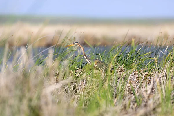 Renkli doğa ve balıkçıl. Mor balıkçıl. Doğal yaşam alanı arka planı. Kuş: Mor balıkçıl. 