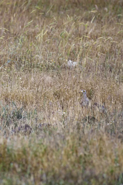 Natur Fugl Gul Grønn Naturbakgrunn Fugl Eurasian Stone Curlew Burhinus – stockfoto