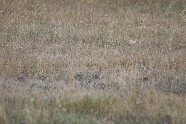 Doğa ve kuş. Sarı yeşil yaşam alanı arka planı. Avrasya Taşı kıvrımı. Burhinus oedicnemus.