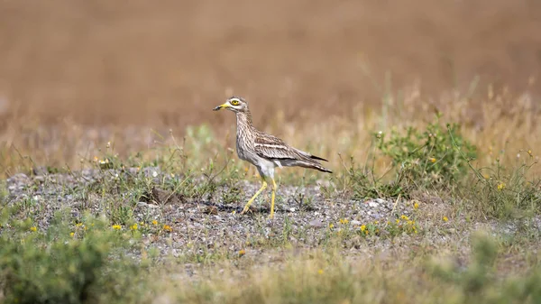 Natureza Pássaro Amarelo Verde Natureza Habitat Fundo Pássaro Pedra Eurasiática — Fotografia de Stock