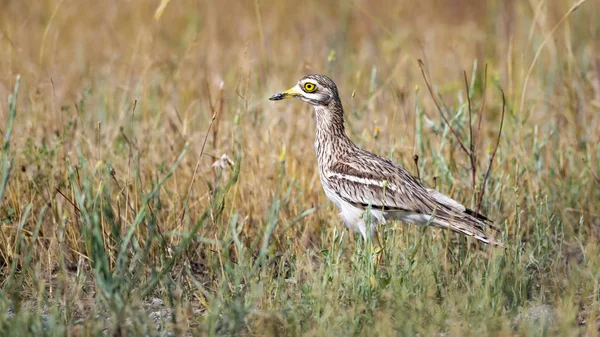 Naturaleza Aves Fondo Amarillo Verde Hábitat Naturaleza Bird Eurasian Stone — Foto de Stock