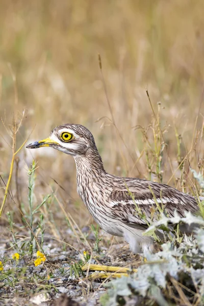 Doğa ve kuş. Sarı yeşil yaşam alanı arka planı. Avrasya Taşı kıvrımı. Burhinus oedicnemus.