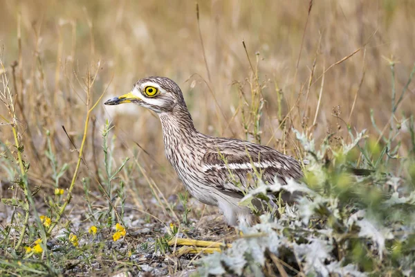 Doğa ve kuş. Sarı yeşil yaşam alanı arka planı. Avrasya Taşı kıvrımı. Burhinus oedicnemus.