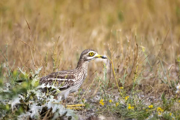 Doğa ve kuş. Sarı yeşil yaşam alanı arka planı. Avrasya Taşı kıvrımı. Burhinus oedicnemus.