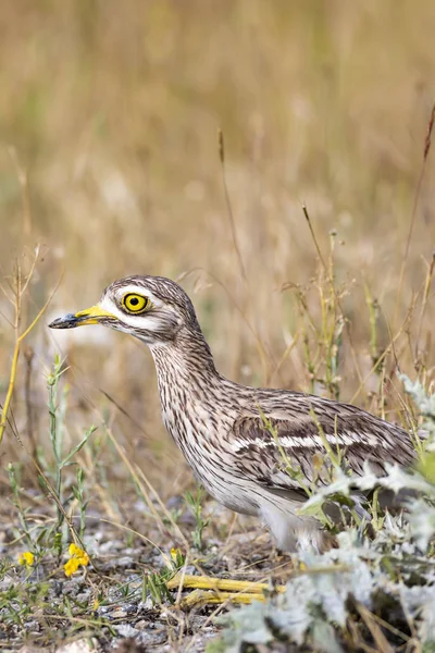 Doğa ve kuş. Sarı yeşil yaşam alanı arka planı. Avrasya Taşı kıvrımı. Burhinus oedicnemus.