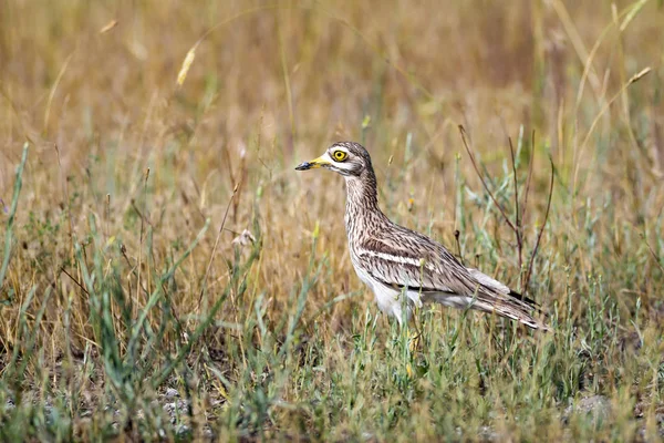 Doğa Kuş Sarı Yeşil Yaşam Alanı Arka Planı Avrasya Taşı — Stok fotoğraf