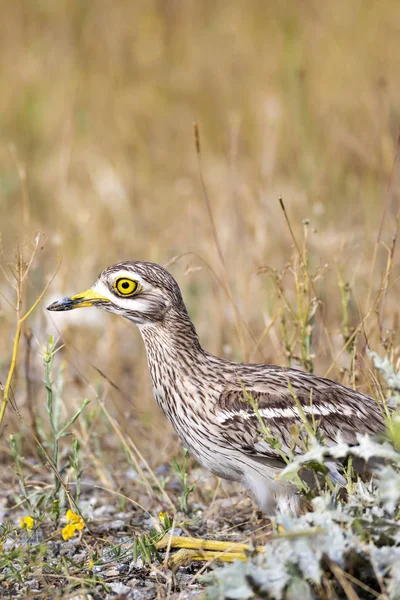 Natureza Pássaro Amarelo Verde Natureza Habitat Fundo Pássaro Pedra Eurasiática — Fotografia de Stock
