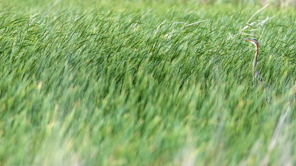Renkli doğa ve balıkçıl. Mor balıkçıl. Doğal yaşam alanı arka planı. Kuş: Mor balıkçıl. 
