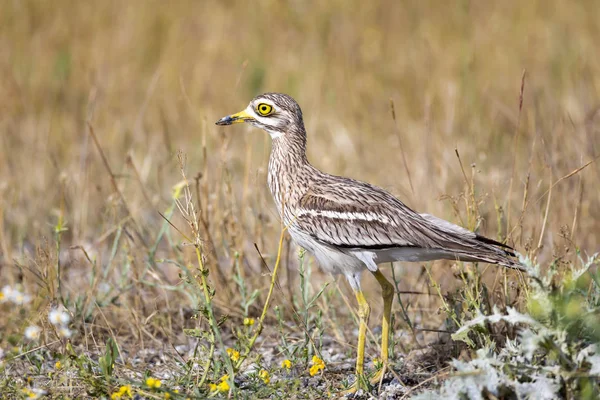 Doğa ve kuş. Sarı yeşil yaşam alanı arka planı. Avrasya Taşı kıvrımı. Burhinus oedicnemus.