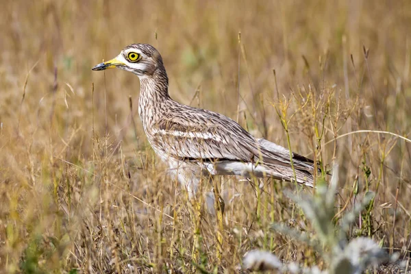 Doğa ve kuş. Sarı yeşil yaşam alanı arka planı. Avrasya Taşı kıvrımı. Burhinus oedicnemus.