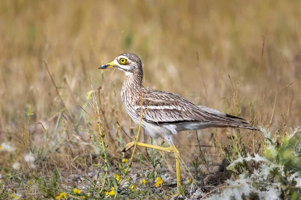 Doğa ve kuş. Sarı yeşil yaşam alanı arka planı. Avrasya Taşı kıvrımı. Burhinus oedicnemus.