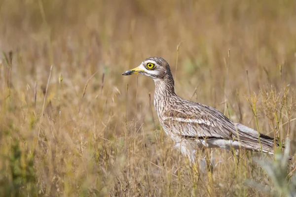 Doğa ve kuş. Sarı yeşil yaşam alanı arka planı. Avrasya Taşı kıvrımı. Burhinus oedicnemus.