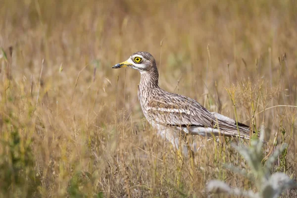 Doğa ve kuş. Sarı yeşil yaşam alanı arka planı. Avrasya Taşı kıvrımı. Burhinus oedicnemus.