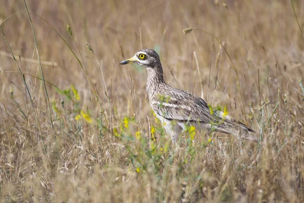 Doğa ve kuş. Sarı yeşil yaşam alanı arka planı. Avrasya Taşı kıvrımı. Burhinus oedicnemus.