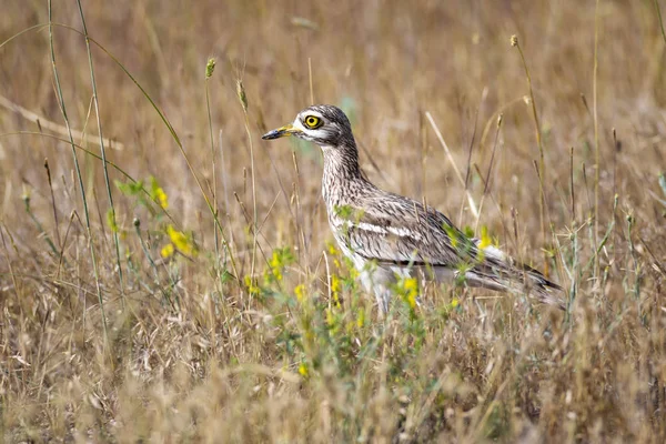 Doğa ve kuş. Sarı yeşil yaşam alanı arka planı. Avrasya Taşı kıvrımı. Burhinus oedicnemus.