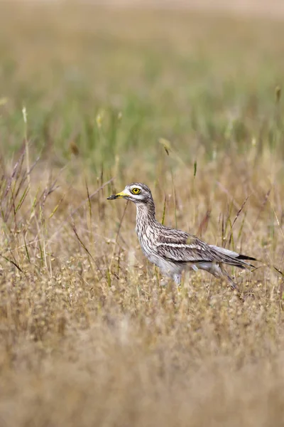 Doğa ve kuş. Sarı yeşil yaşam alanı arka planı. Avrasya Taşı kıvrımı. Burhinus oedicnemus.