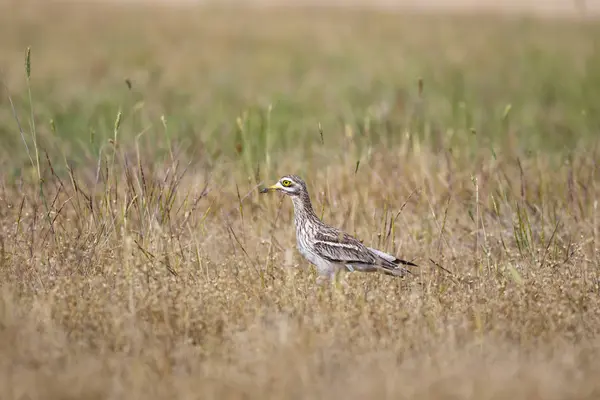 Doğa ve kuş. Sarı yeşil yaşam alanı arka planı. Avrasya Taşı kıvrımı. Burhinus oedicnemus.