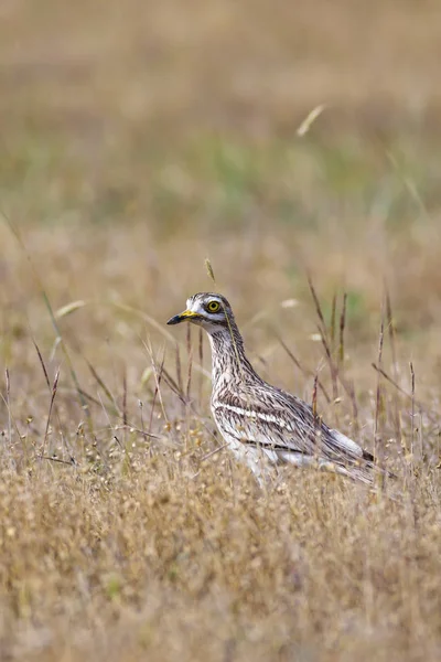 Doğa ve kuş. Sarı yeşil yaşam alanı arka planı. Avrasya Taşı kıvrımı. Burhinus oedicnemus.