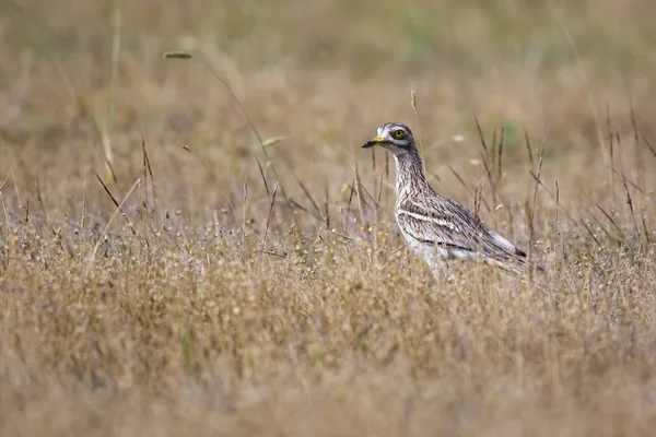 녹색의 서식지 Eurasian Stone Curlew 리누스 — 스톡 사진