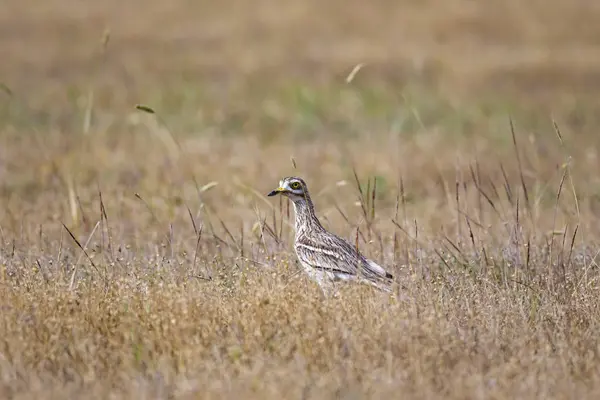 Doğa ve kuş. Sarı yeşil yaşam alanı arka planı. Avrasya Taşı kıvrımı. Burhinus oedicnemus.