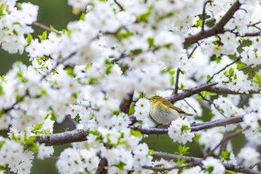 Bahar doğa ve kuşlar. Beyaz çiçekler arka plan. Kuş: Söğüt Ötleğeni. Phylloscopus trochilus.