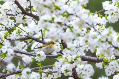 Bahar doğa ve kuşlar. Beyaz çiçekler arka plan. Kuş: Söğüt Ötleğeni. Phylloscopus trochilus.