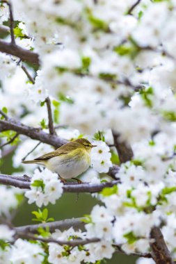 Bahar doğa ve kuşlar. Beyaz çiçekler arka plan. Kuş: Söğüt Ötleğeni. Phylloscopus trochilus.