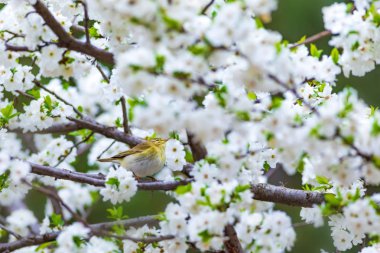 Bahar doğa ve kuşlar. Beyaz çiçekler arka plan. Kuş: Söğüt Ötleğeni. Phylloscopus trochilus.