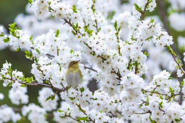 Bahar doğa ve kuşlar. Beyaz çiçekler arka plan. Kuş: Söğüt Ötleğeni. Phylloscopus trochilus.