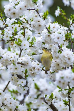 Bahar doğa ve kuşlar. Beyaz çiçekler arka plan. Kuş: Söğüt Ötleğeni. Phylloscopus trochilus.