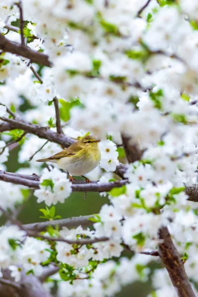 Frühling Natur Und Vögel Weiße Blumen Hintergrund Vogel Weidengrasmücke Phylloscopus — Stockfoto