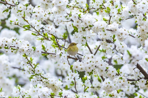 Vårens Natur Fuglene Hvite Blomster Bakgrunn Willow Warbler Phylloscopus Trochilus – stockfoto