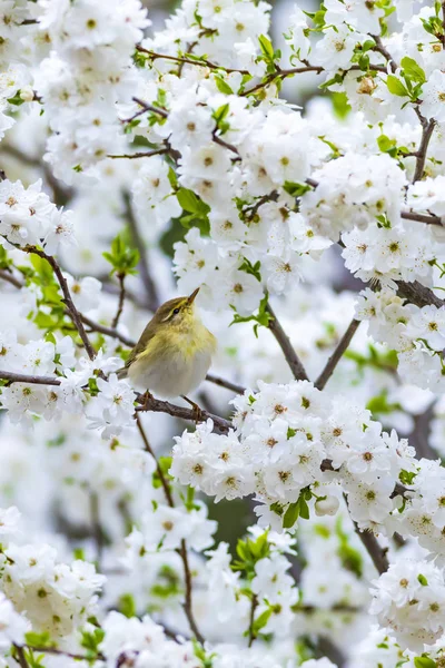 Frühling Natur Und Vögel Weiße Blumen Hintergrund Vogel Weidengrasmücke Phylloscopus — Stockfoto