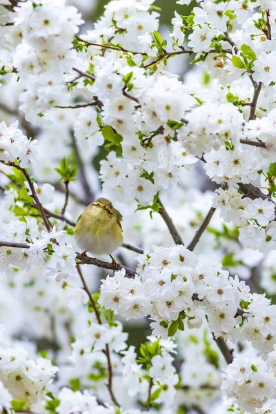 Frühling Natur Und Vögel Weiße Blumen Hintergrund Vogel Weidengrasmücke Phylloscopus — Stockfoto