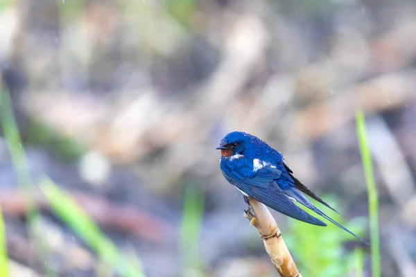 Schlucken Scheunenschlucker Hirundo Rustica Hintergrund Lebensraum Natur — Stockfoto