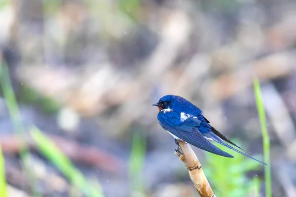 Svälja Ladusvalan Hirundo Rustica Natur Habitat Bakgrund — Stockfoto