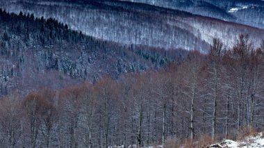 Sonbahar ve orman. Sonbaharda renkli ağaçlar. Sonbahar ormanının arka planı. Kış ormanı arka planı. 