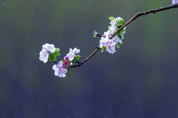 Frühling Und Baum Hintergrund Natur — Stockfoto