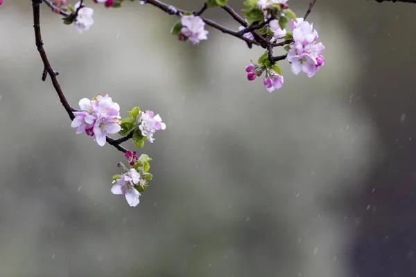 Frühling Und Baum Hintergrund Natur — Stockfoto