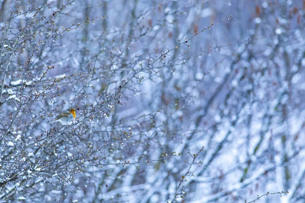Winter Snow Tree Cute Little Bird White Winter Nature Background — Stock Photo, Image